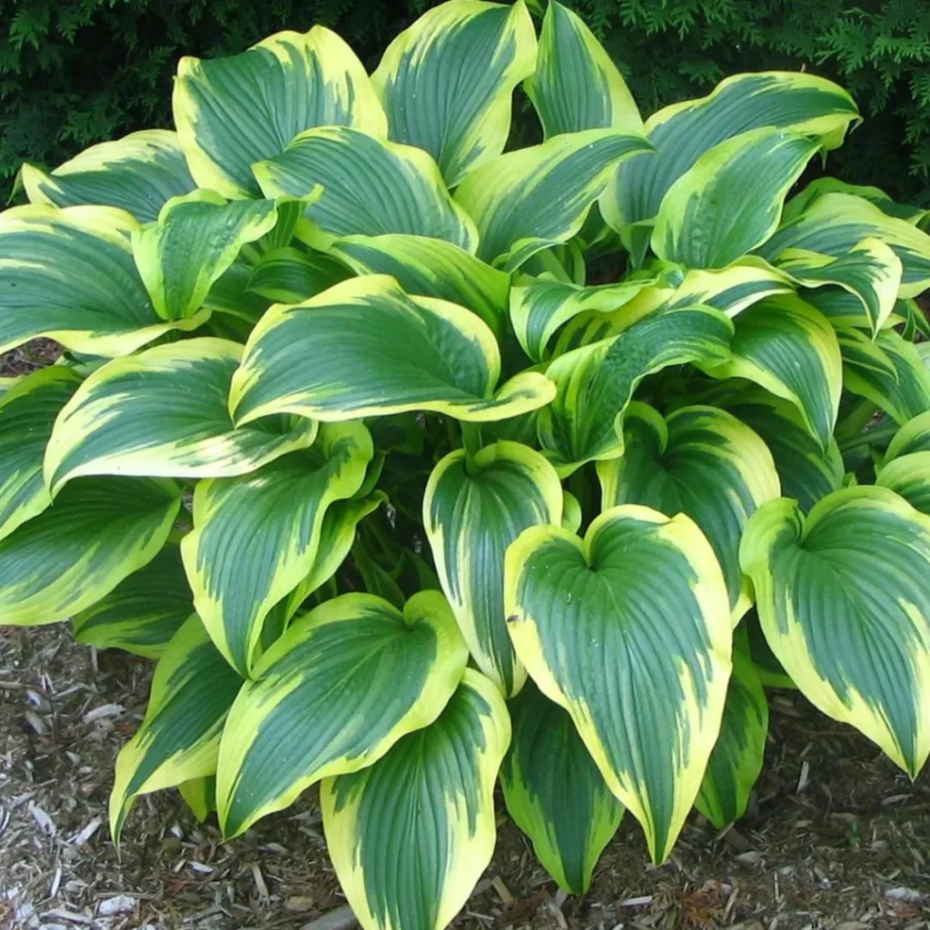 Hosta fortunei Aureomarginata sadnice