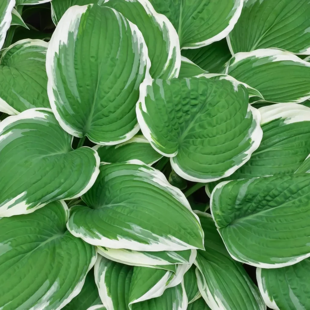 Hosta fortunei Francee sadnice