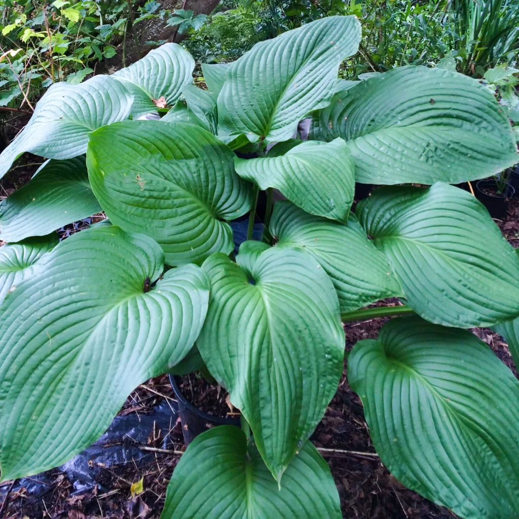 Hosta T-Rex sadnice