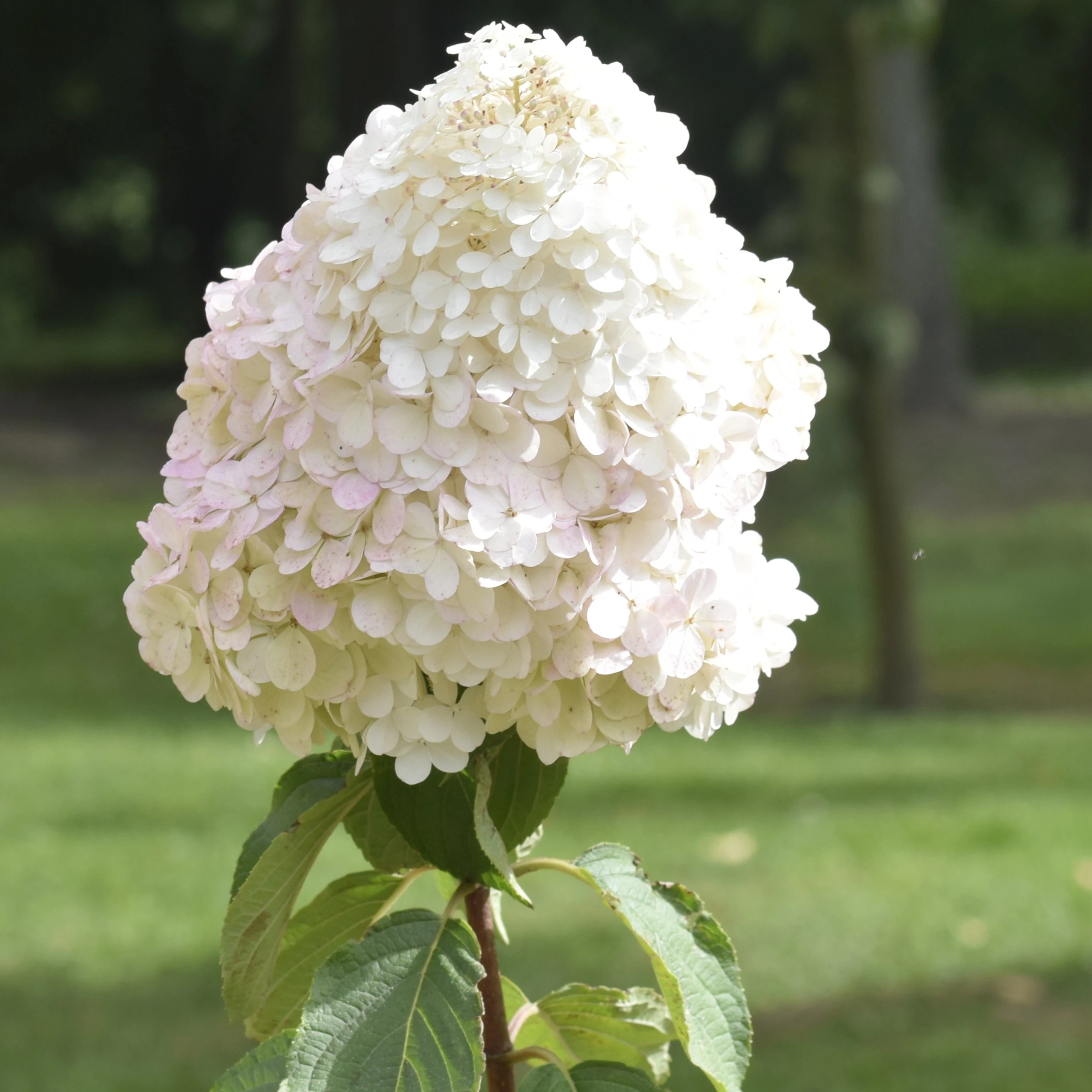 Hydrangea paniculata Grandiflora 1 Hydrangea paniculata Grandiflora sadnice hortenzije