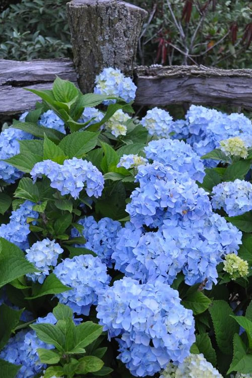 Hydrangea macrophylla Nikko Blue 3 Hydrangea macrophylla Nikko Blue - Slika 3