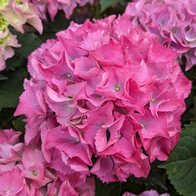 Hydrangea macrophylla Forever Pink 2 Hydrangea macrophylla Forever Pink sadnice
