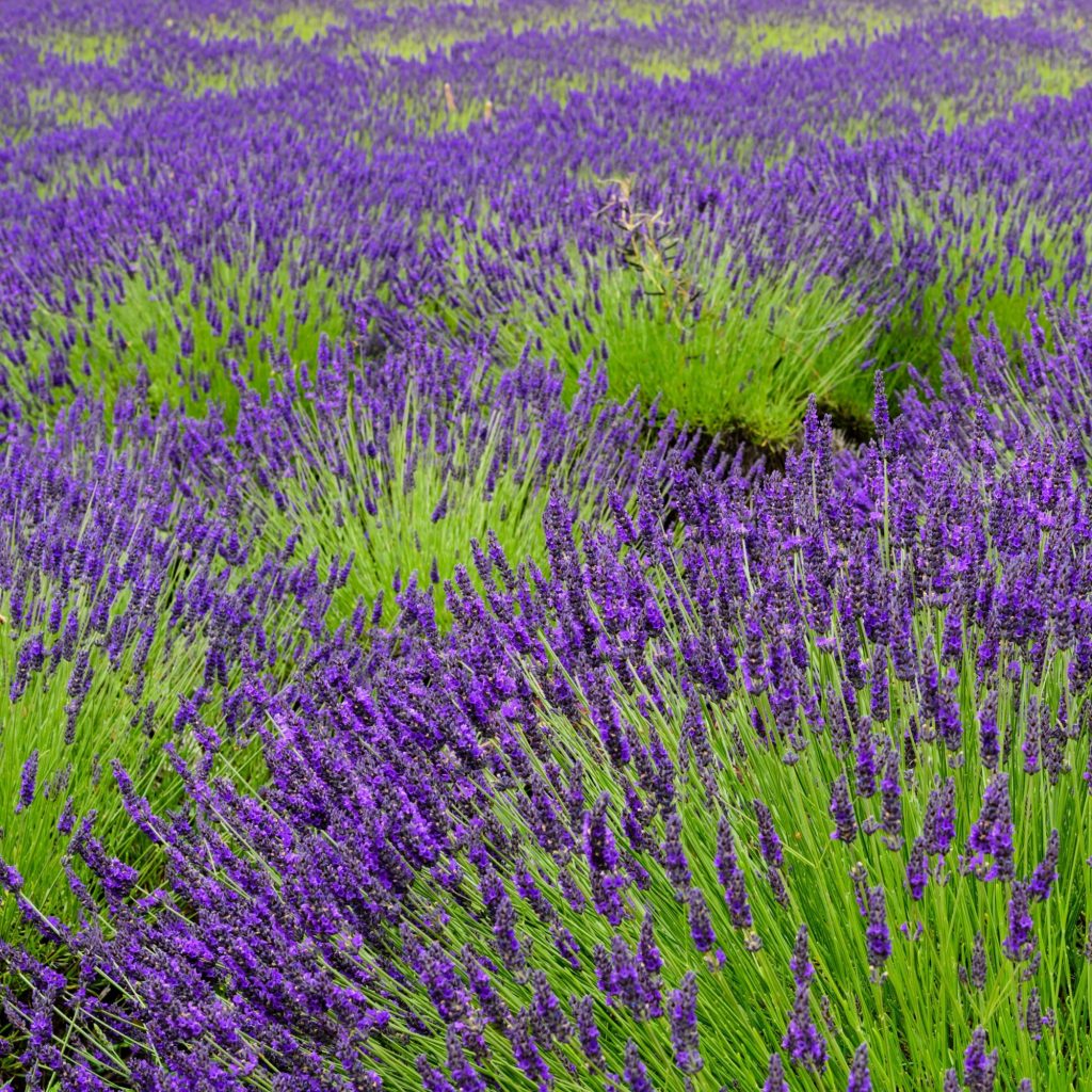 Lavanda x intermedia Grosso