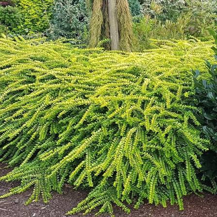 Lonicera nitida Golden Glow sadnice