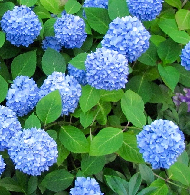 Hydrangea macrophylla Nikko Blue sadnice