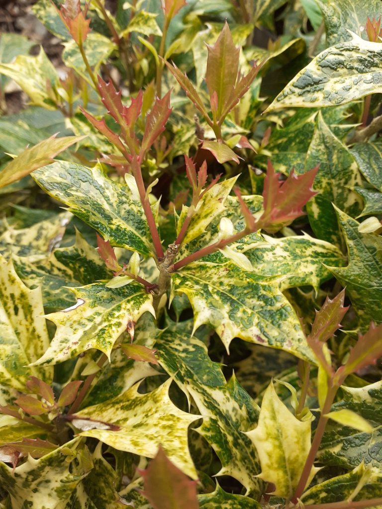 Osmanthus heterophyllus Tricolor sadnice
