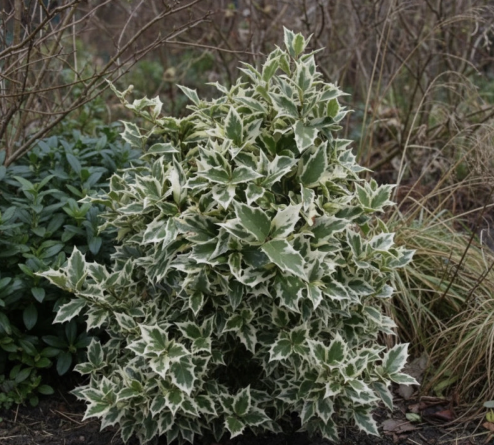 Osmanthus heterophyllus Variegatus 2 Osmanthus heterophyllus Variegatus - Slika 2