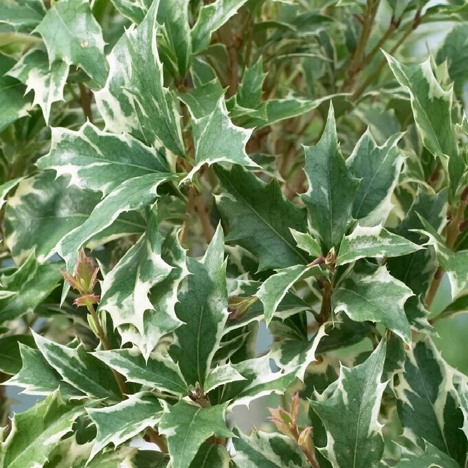 Osmanthus heterophyllus Variegatus sadnice