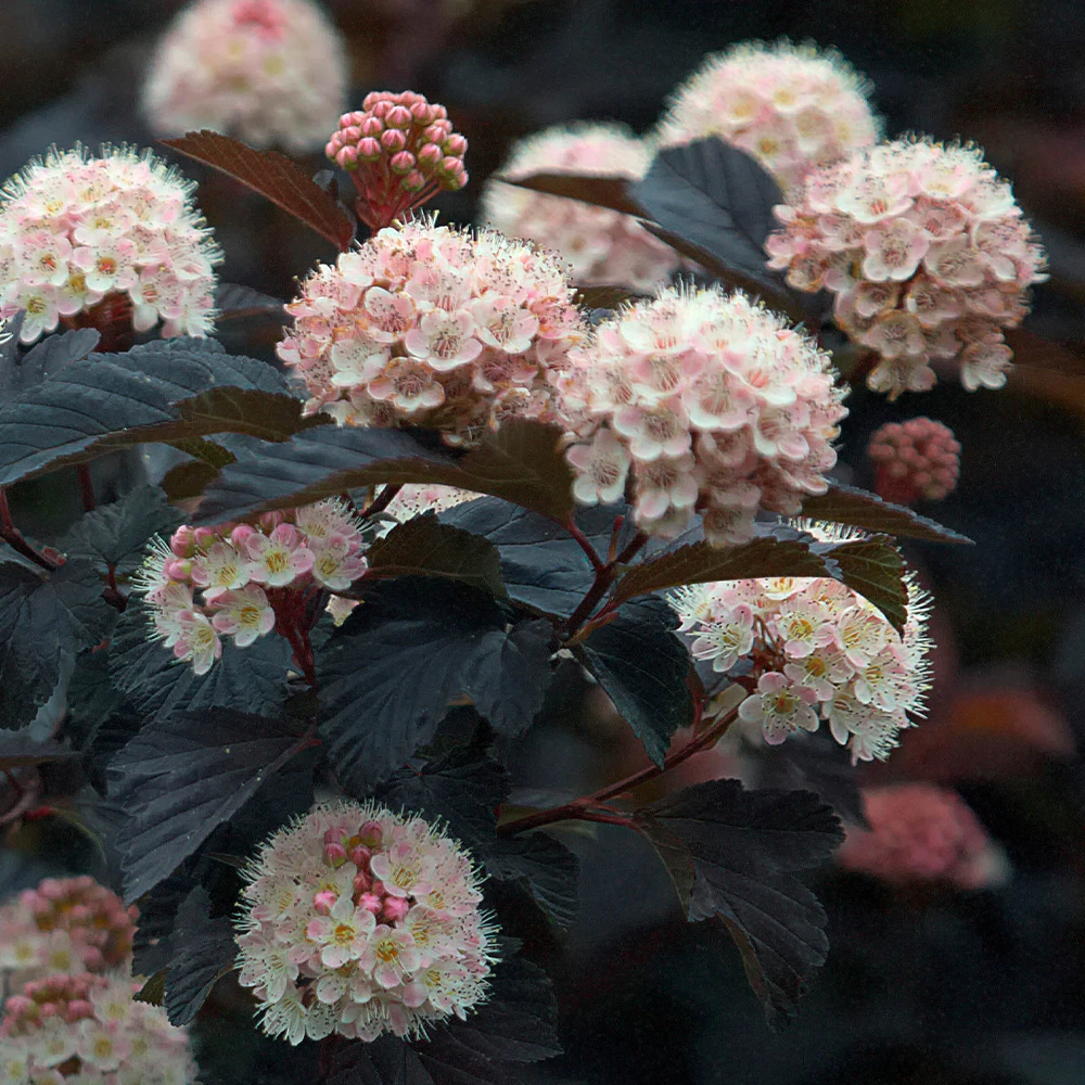 Physocarpus opulifolius Diablo sadnice