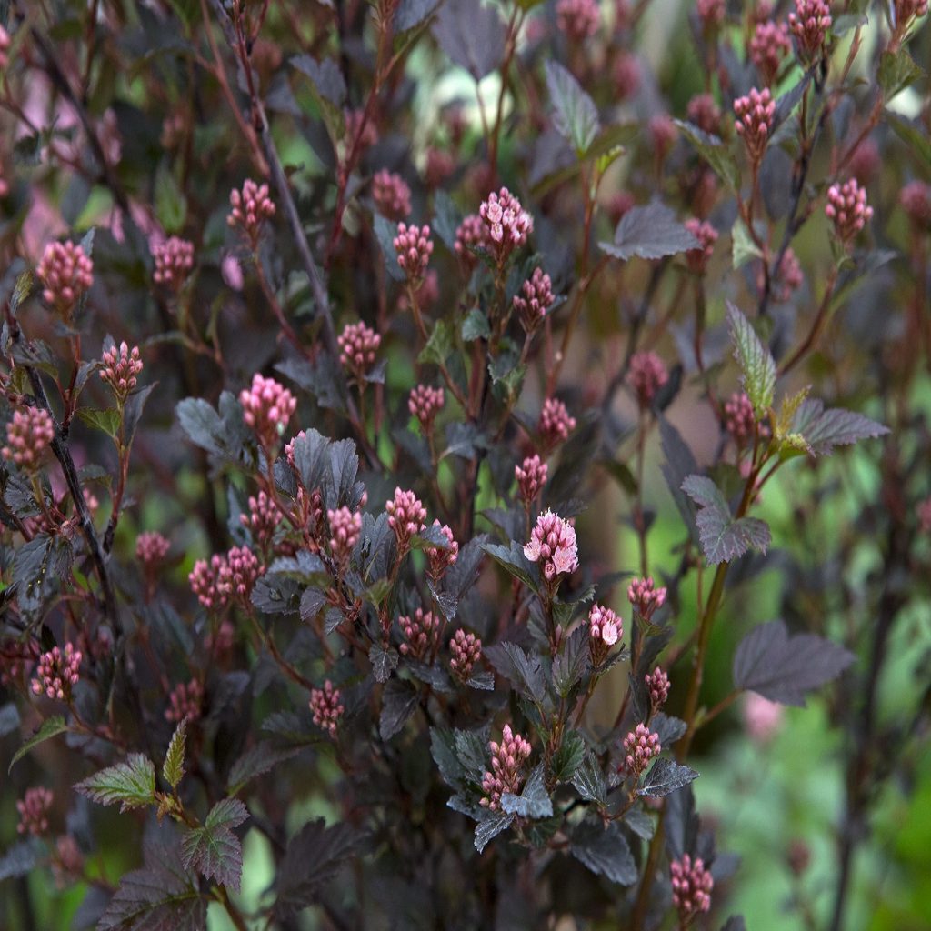 Physocarpus opulifolius Little Devil sadnice