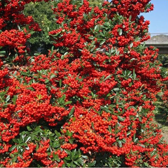 Pyracantha coccinea vaterni trn