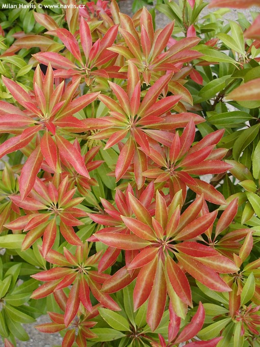 Pieris japonica Polar Passion sadnice