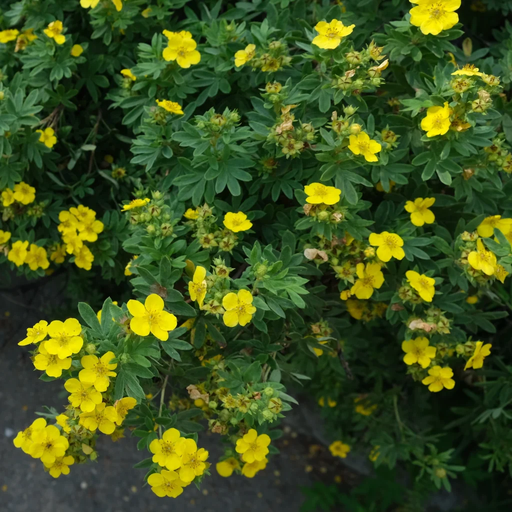 Potentilla fruticosa Goldfinger sadnice