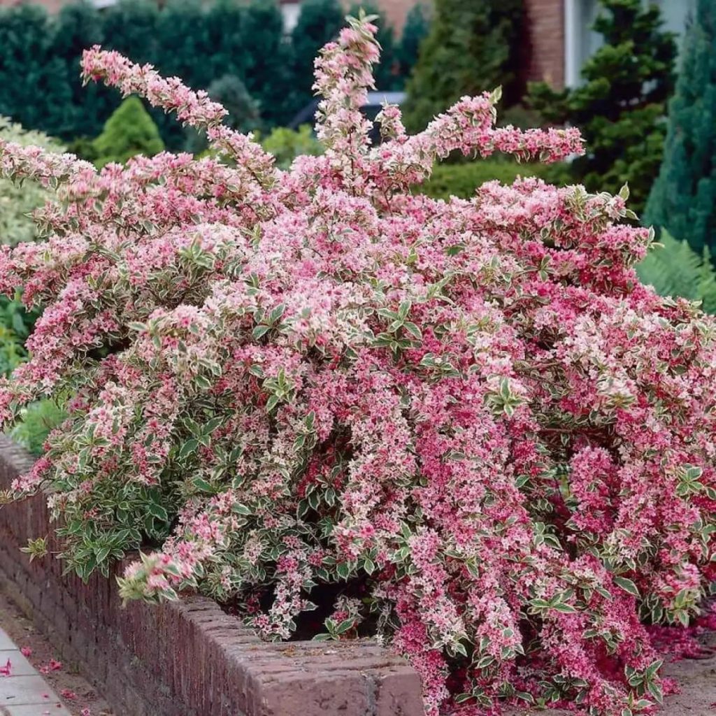 Weigela florida Variegata