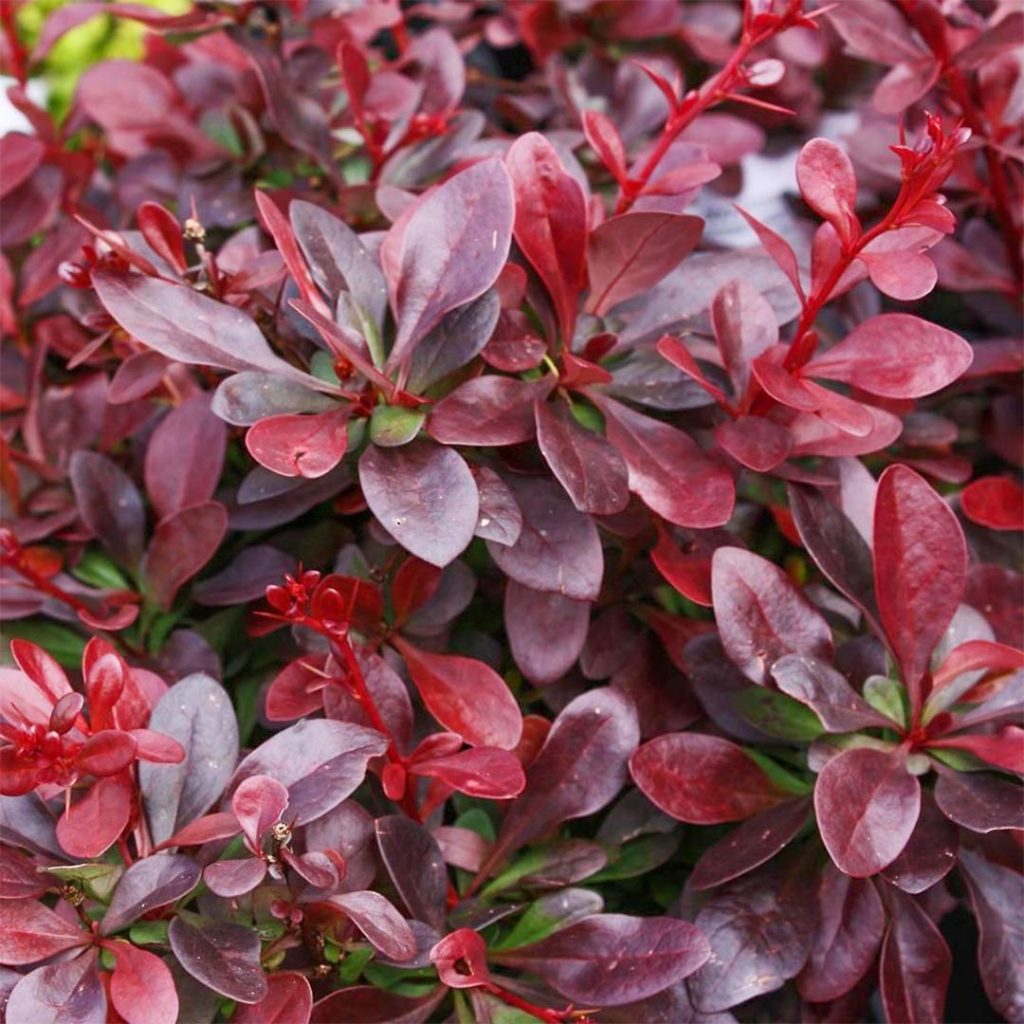 Berberis thunbergii Atropurpurea Nana sadnice