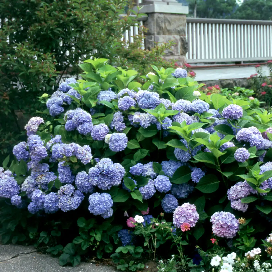 Hydrangea macrophylla Nikko Blue 2 Hydrangea macrophylla Nikko Blue - Slika 2