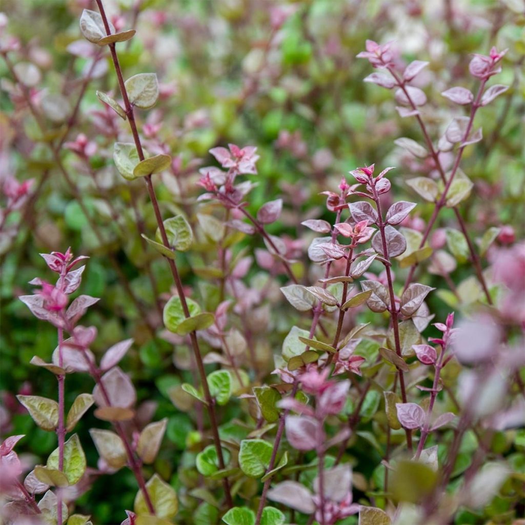 Lonicera nitida Red Tips sadnice