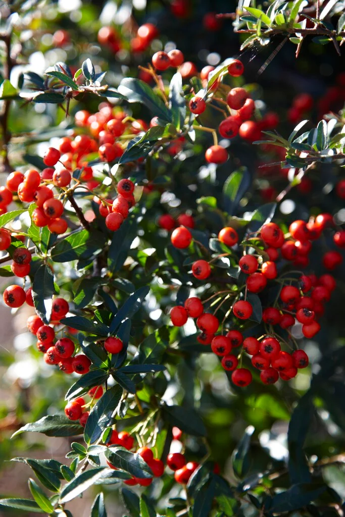 Pyracantha coccinea vaterni trn