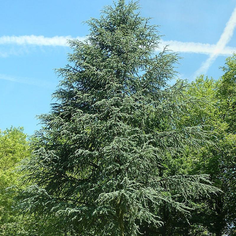 Cedrus atlantica atlantski kedar sadnice