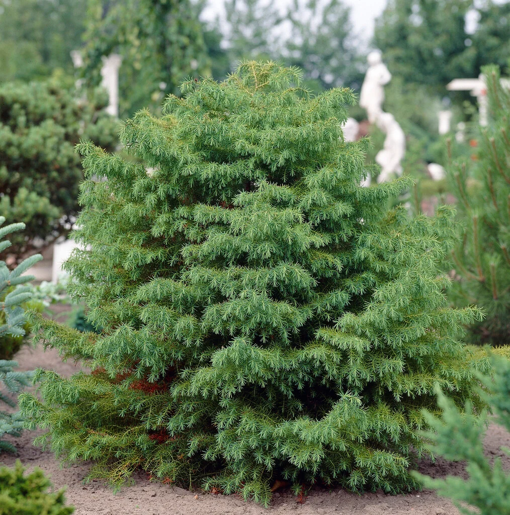 Cedrus deodara sadnice himalajskog kedra