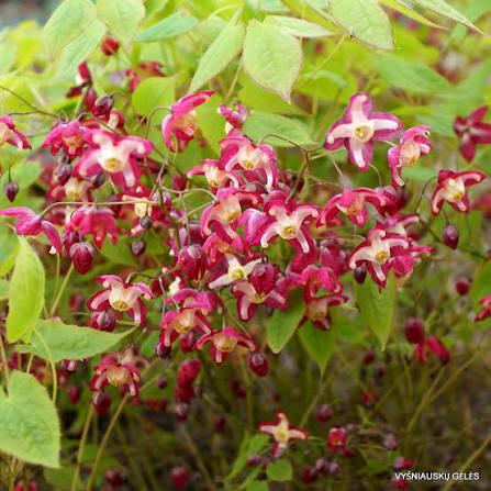 Epimedium × rubrum Galadriel