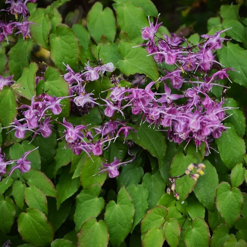 Epimedium Lilac Bicolor sadnice