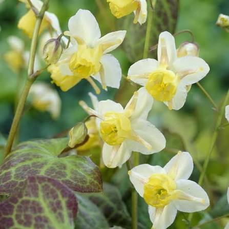 Epimedium Sulphureum sadnice