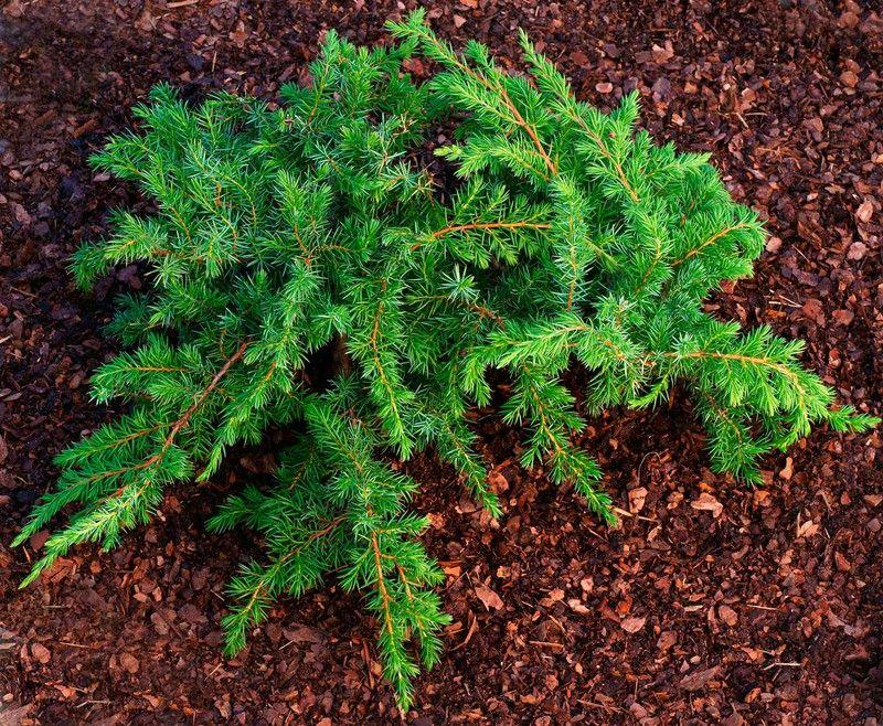 Juniperus conferta Schlager 3 Juniperus conferta Schlager - Slika 3