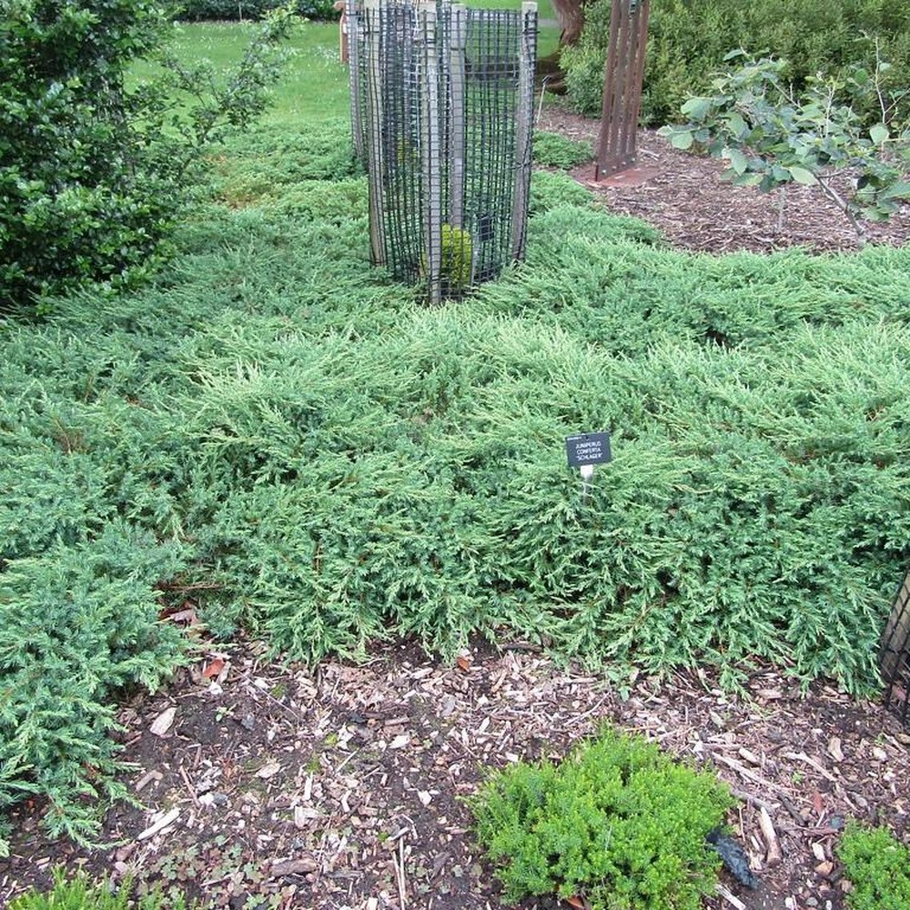 Juniperus conferta Schlager sadnice