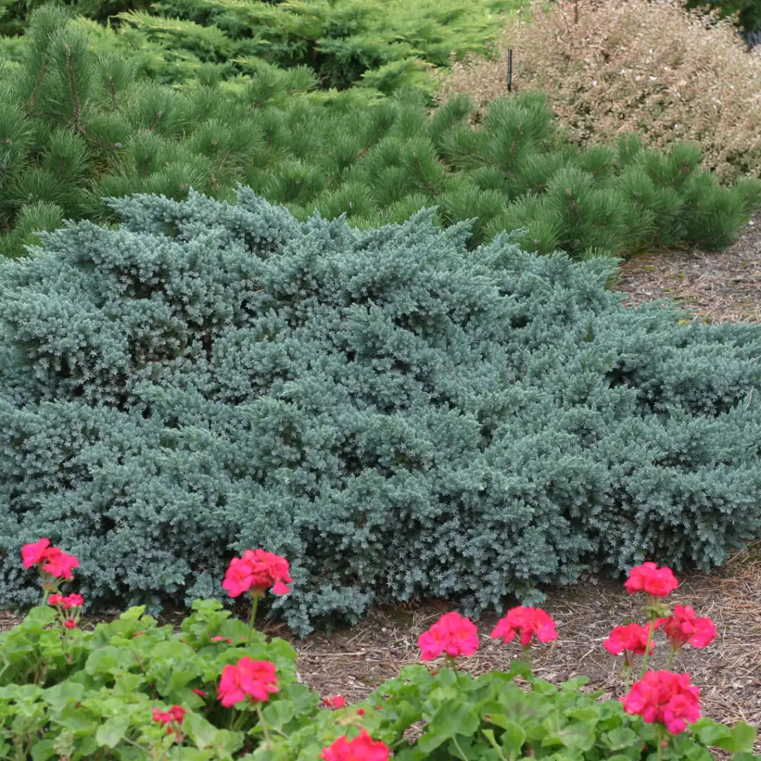 Juniperus squamata Blue Star 2 Juniperus squamata Blue Star - Slika 2