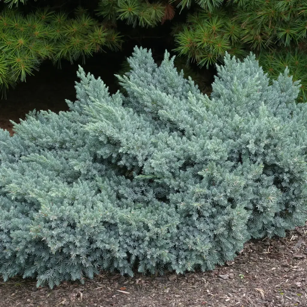 Juniperus squamata Blue Star