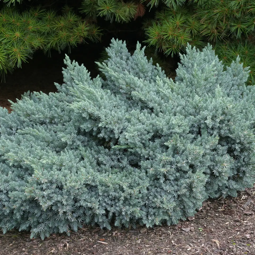 Juniperus squamata Blue Star 1 Juniperus squamata Blue Star
