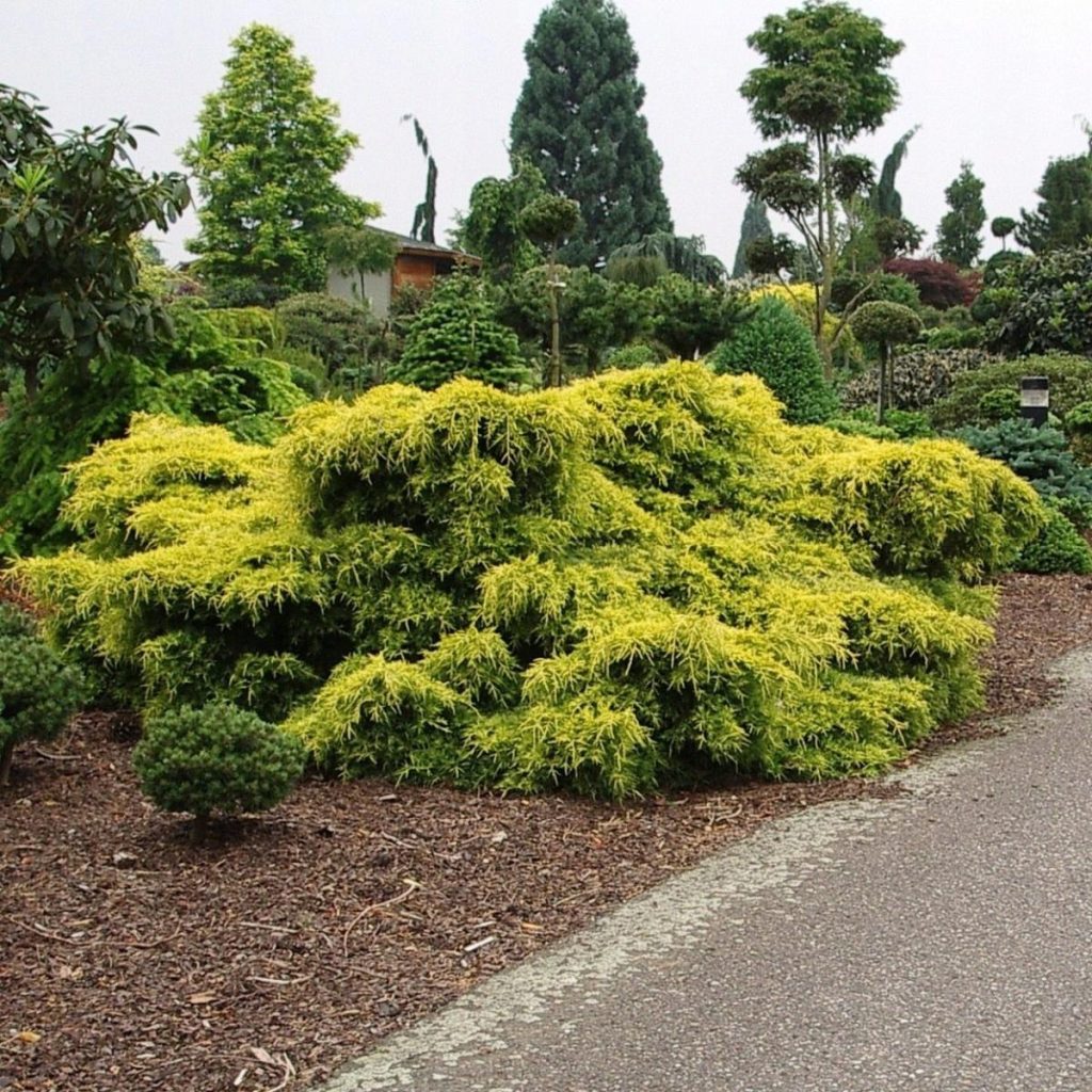 Juniperus media Old Gold sadnice