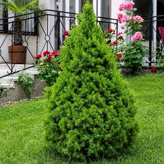 Picea glauca Conica sadnice