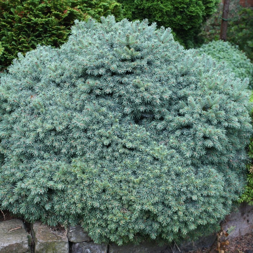 Picea glauca Echiniformis sadnice