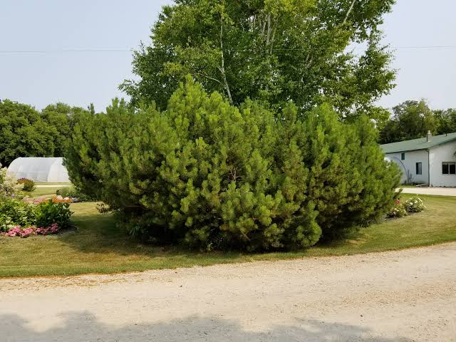 Pinus Mugo 3 Pinus Mugo - Slika 3