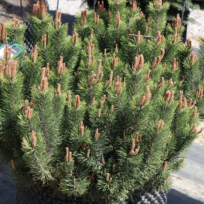 Pinus Mugo sadnice