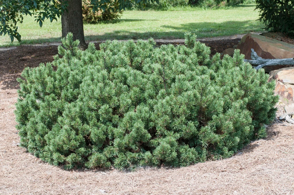 Pinus Mugo 2 Pinus Mugo - Slika 2