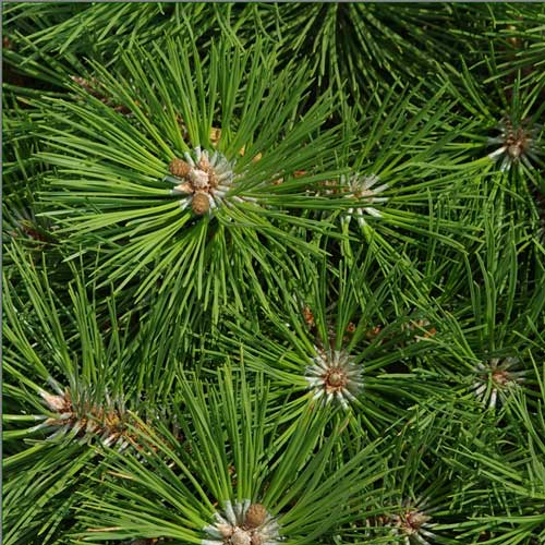 Pinus nigra crni bor sadnice