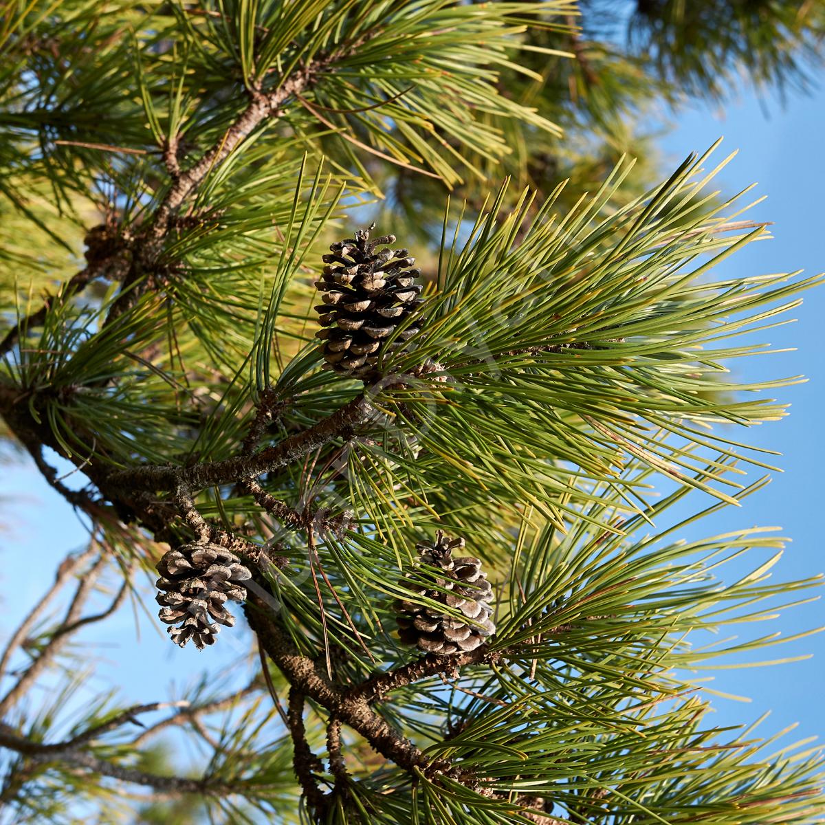 Pinus nigra 2 Pinus nigra - Slika 2