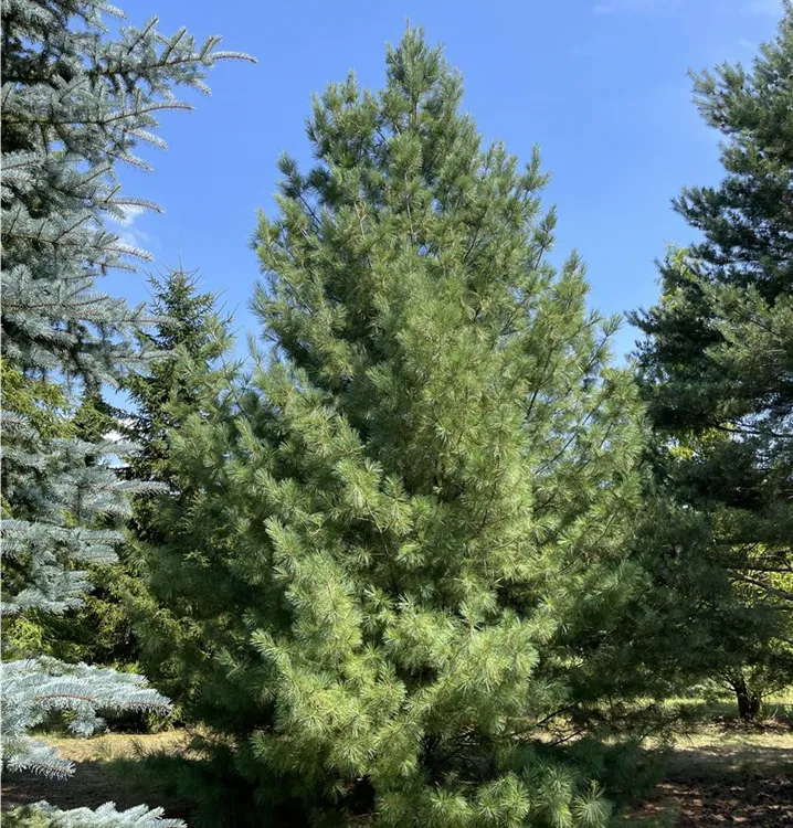 Pinus wallichiana himalajski bor sadnice