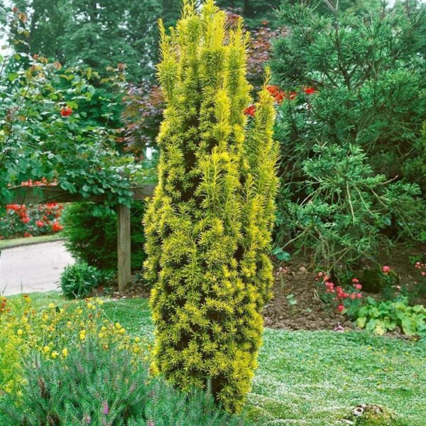 Taxus baccata David sadnice