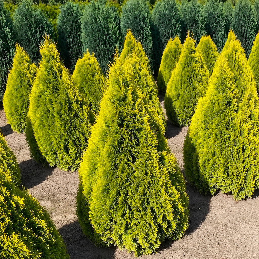 Thuja Smaragd Gold sadnice Tuje
