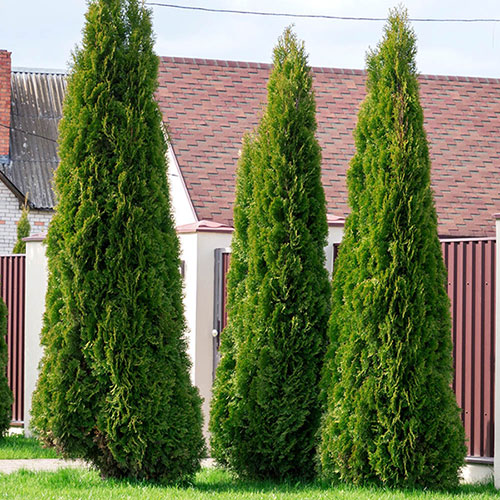Thuja occidentalis Smaragd sadnice tuje