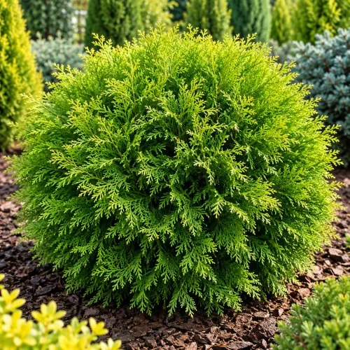 Thuja occidentalis Little Champion sadnice prodaja