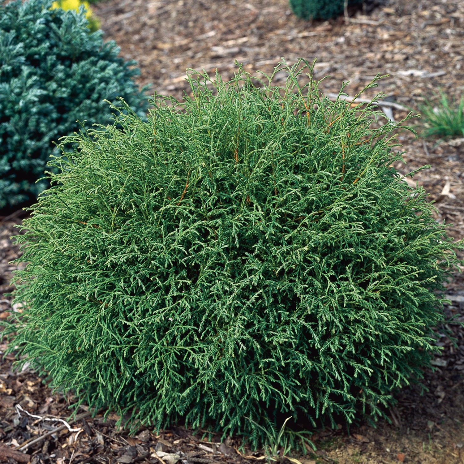 Thuja occidentalis Mr Bowling Ball 1 Thuja occidentalis Mr Bowling Ball sadnice