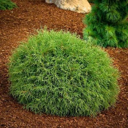 Thuja occidentalis Mr Bowling Ball 2 Thuja occidentalis Mr Bowling Ball sadnice