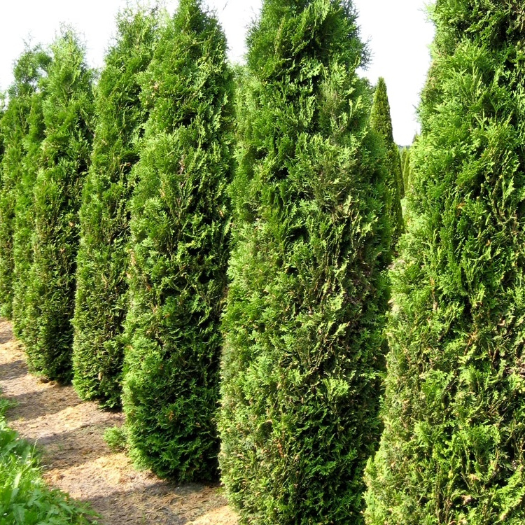 Thuja occidentalis Columna sadnice